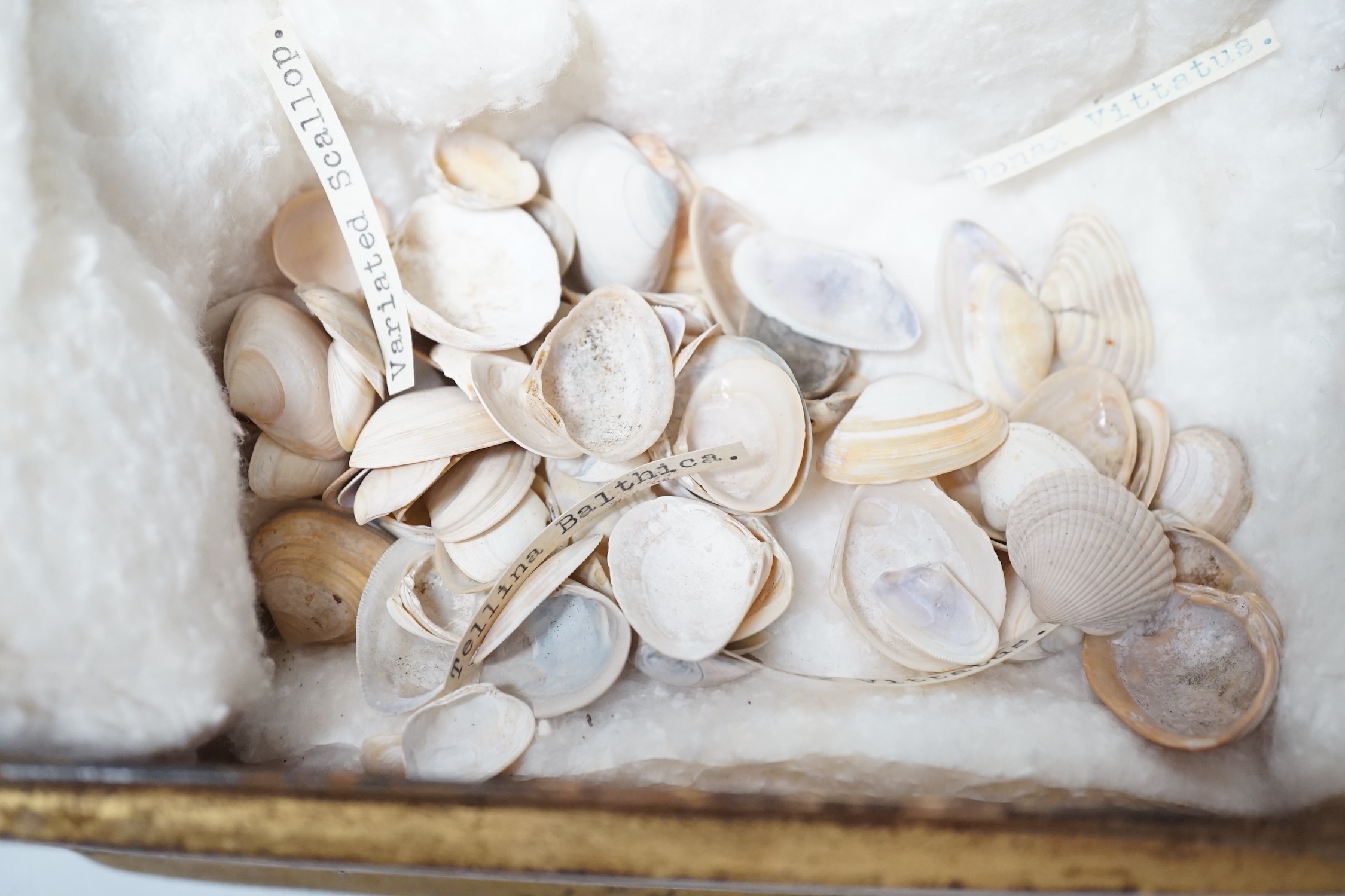 A Japanese lacquered box and cover accommodating a small collection of seashells